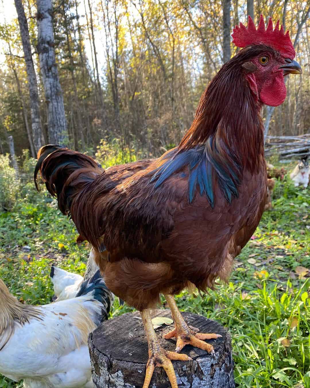 razas de gallos rojos