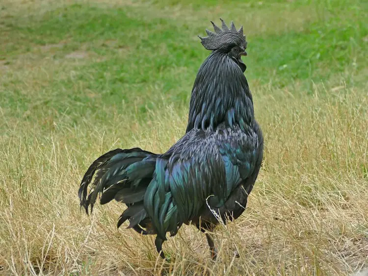 Kadaknath