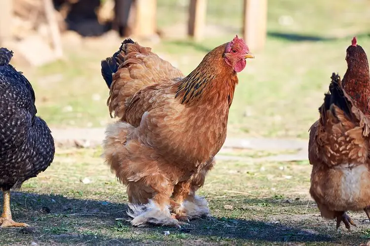 Buff Brahma en un rebaño