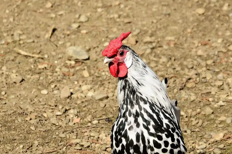 Gallo de Hamburgo