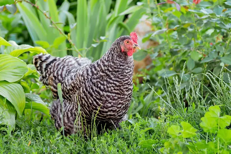 Pollo de roca de Plymouth