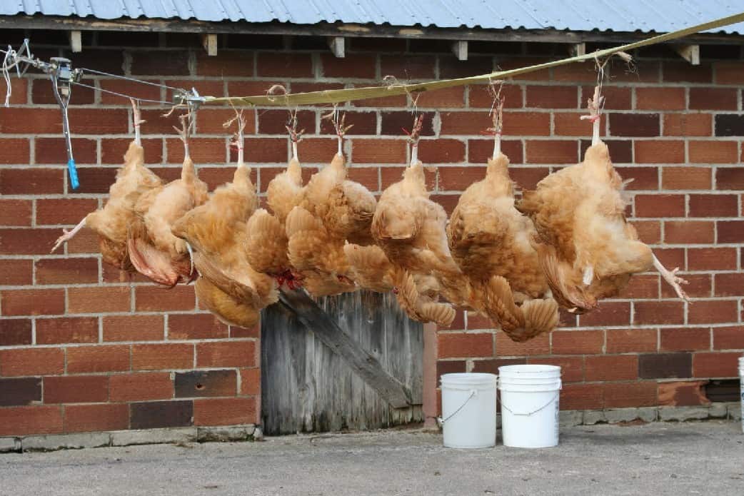 Cómo matar humanamente a un pollo.