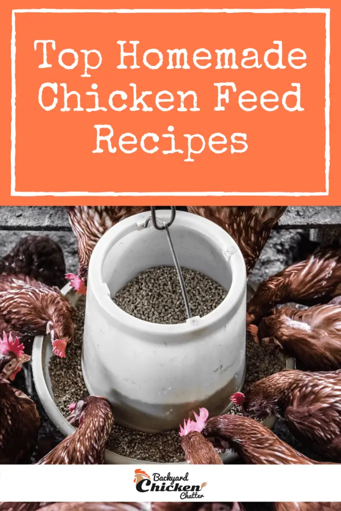 Las 4 mejores recetas caseras de alimentos para pollos