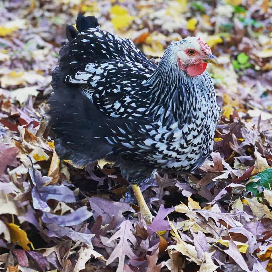 pollo blanco y negro