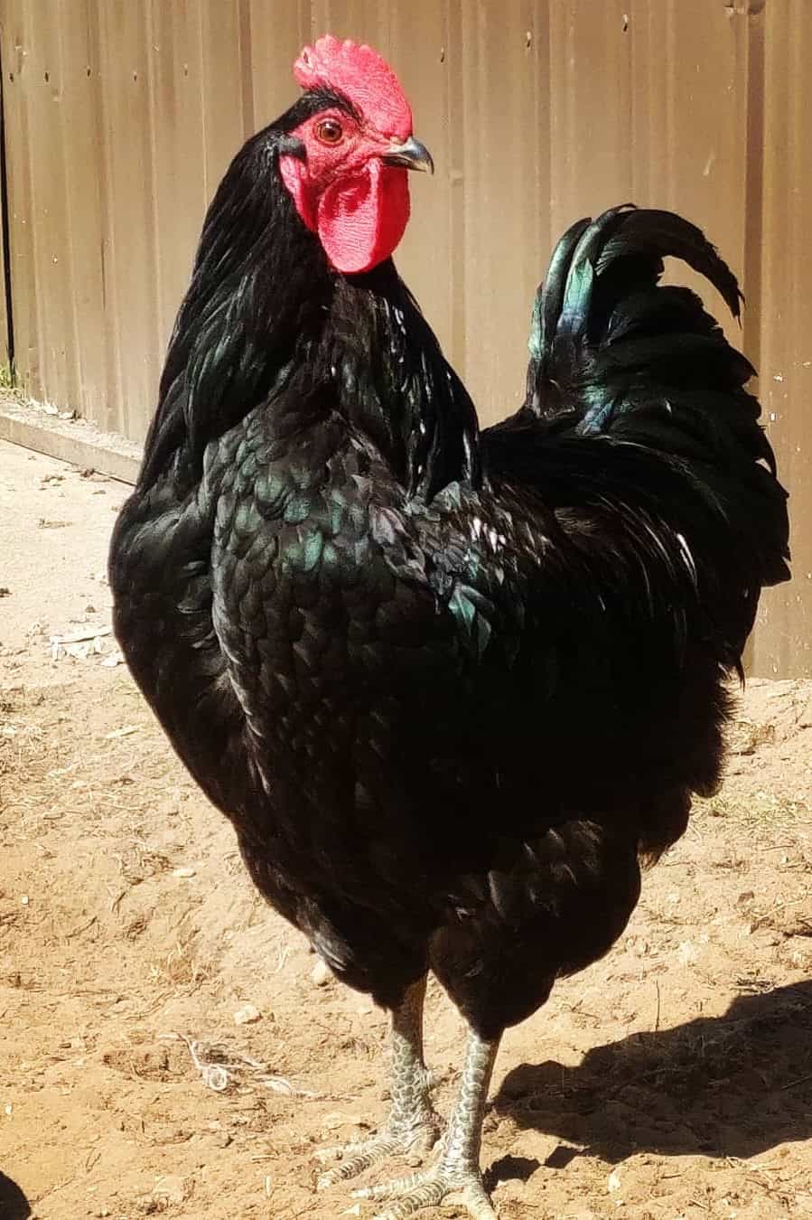 mejores pollos de mascota