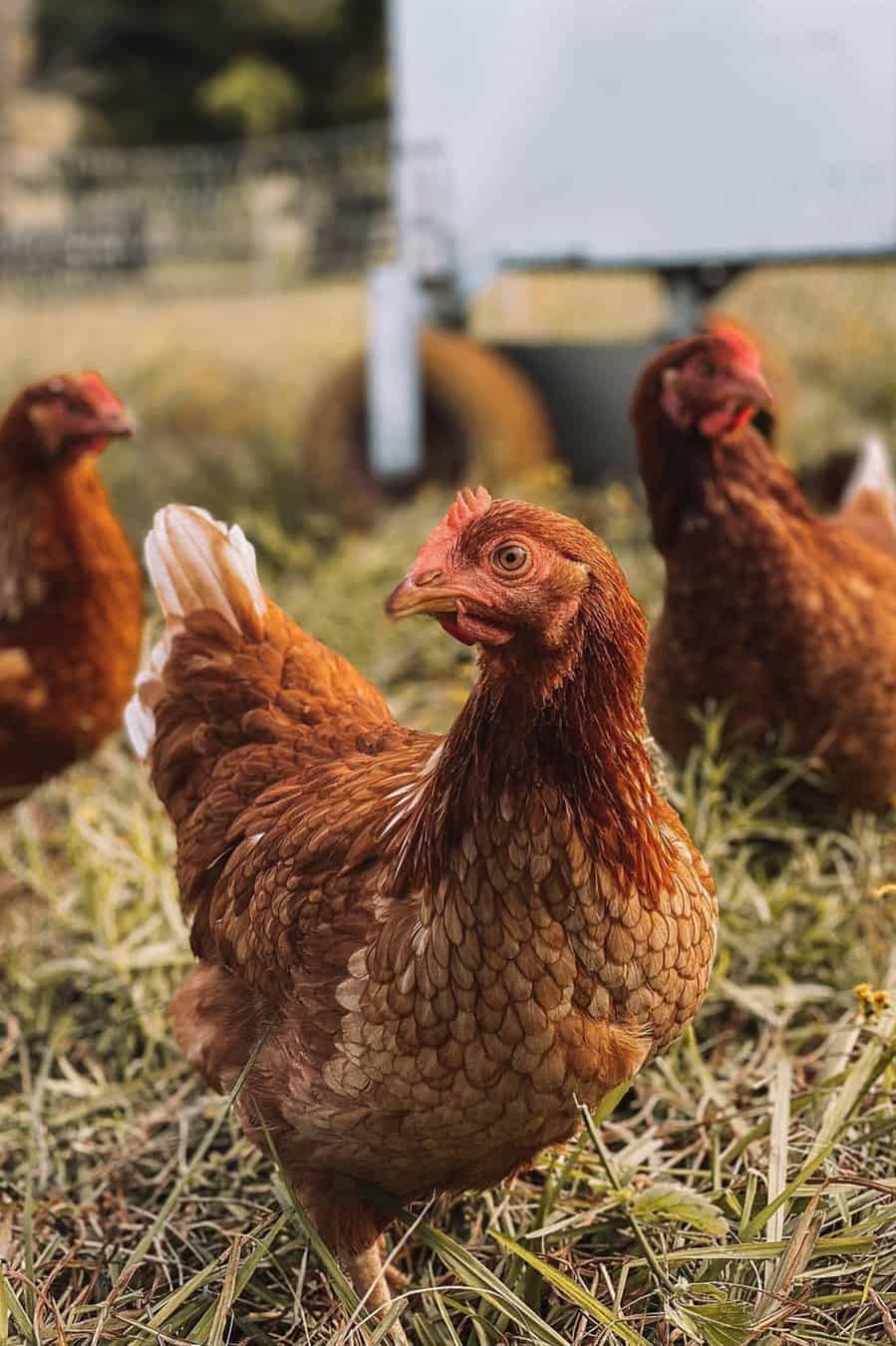 razas de gallinas para huevos