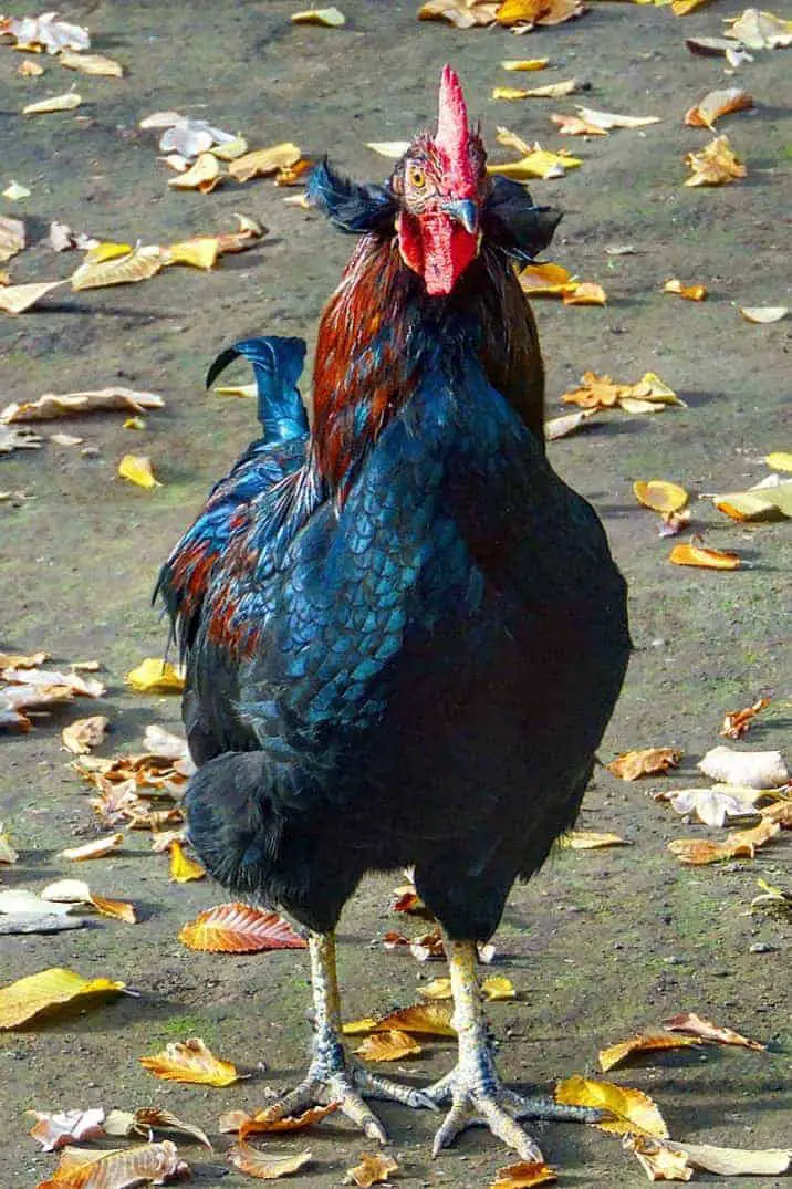 Pollo araucano