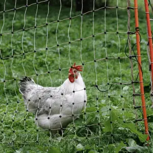 Las mejores formas de proteger a los pollos criados en libertad