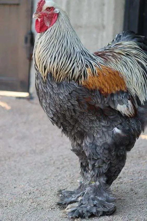 un gallo brahma