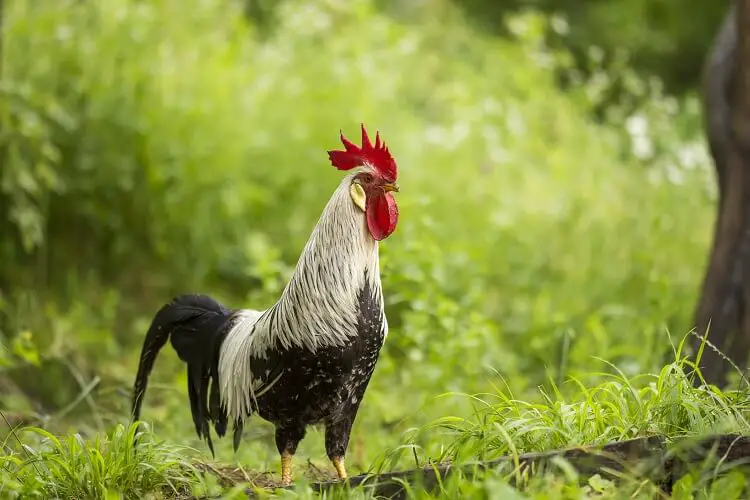 Gallo de Plata Leghorn Pollo