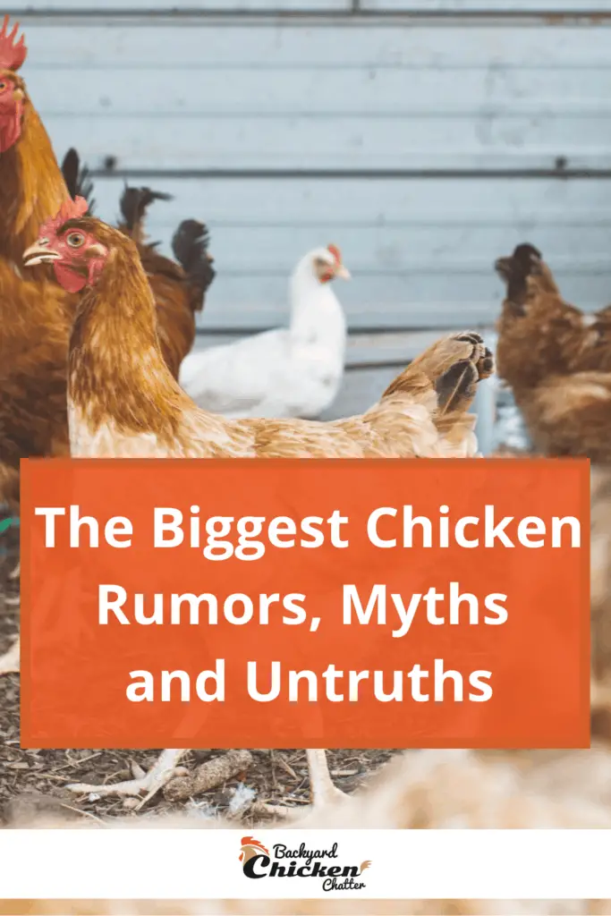 19 grandes rumores, mitos y falsedades sobre pollos
