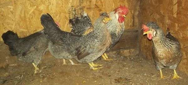 criaderos de pollos en Maryland