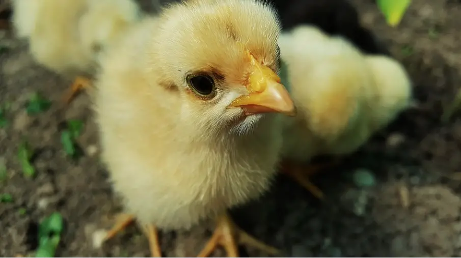 Criadero de pollos en Washington