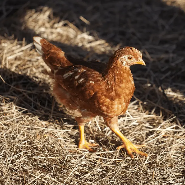 tipos de ropa de cama de gallinero