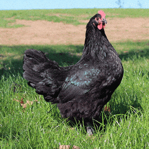 Australorp negro