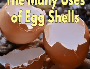 Los múltiples usos de las cáscaras de huevo