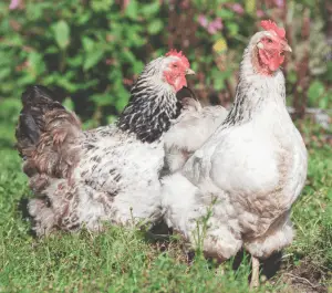 Los pros y los contras de los pollos criados en libertad