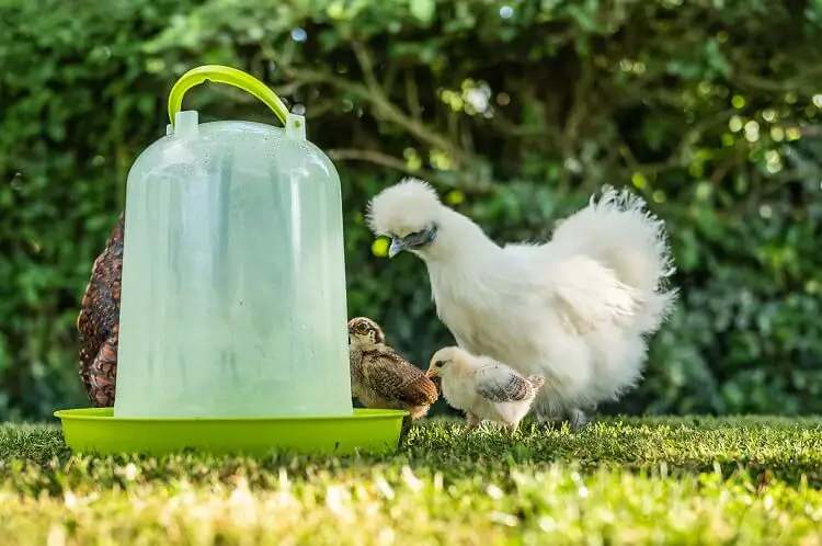 Bebedero automático para pollos