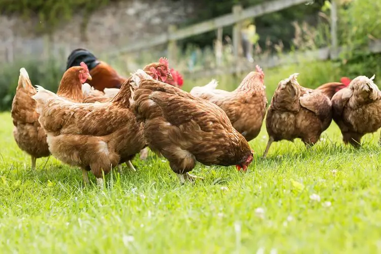 gallinas fuera picoteando