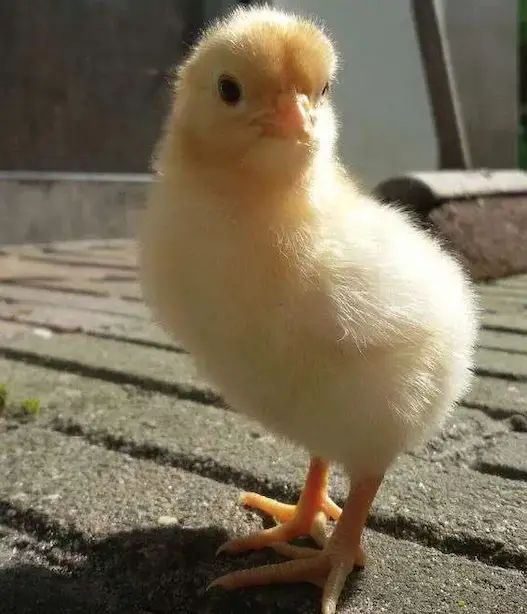 Criadero de pollos en Maine