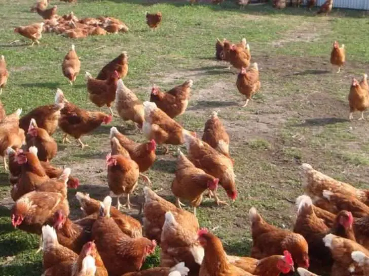 La mejor incubadora de pollos en Nueva Jersey: pollitos a la venta