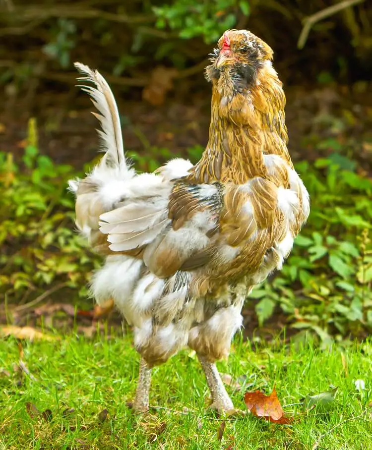 Una muda de pollo durante el otoño