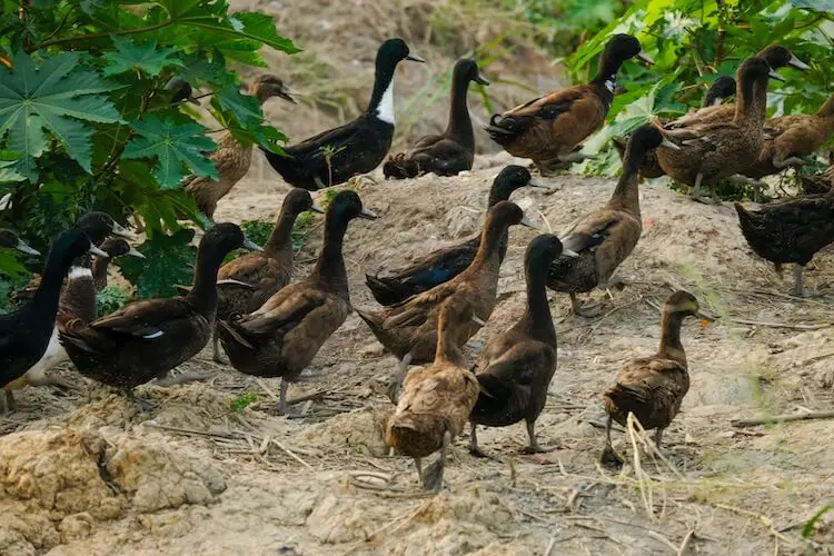 Gallinas caqui campbell