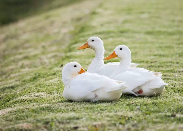 patos pequineses