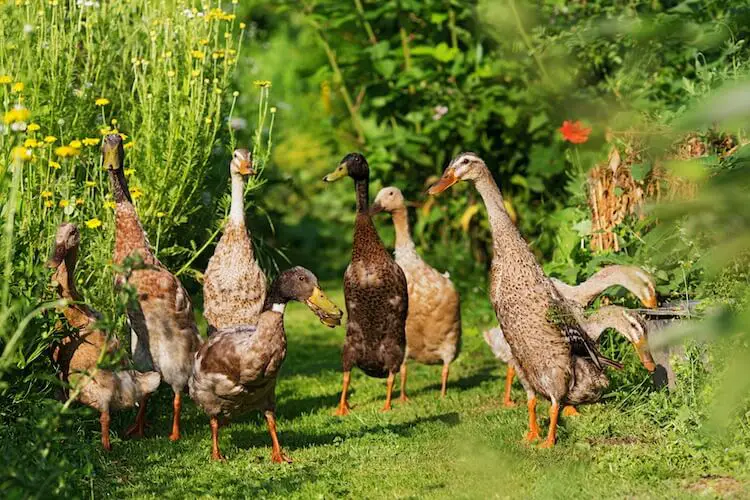 Patos corredores indios comiendo babosas