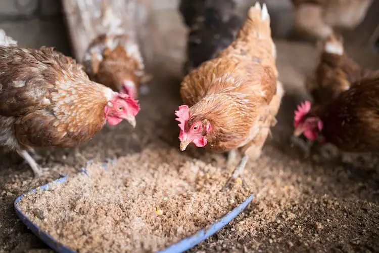 Pollos comiendo alimento casero para pollos