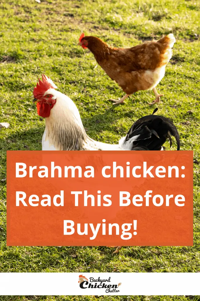 Pollo Brahma: ¡Lea esto antes de comprar!