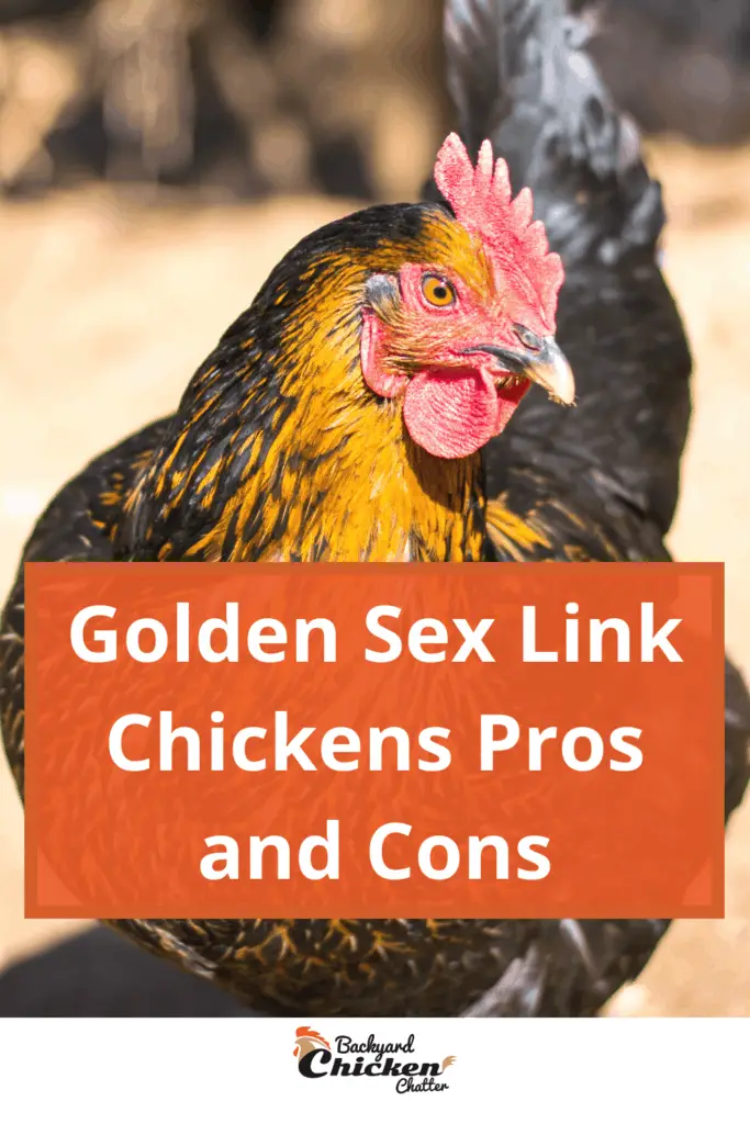Pros y contras de los pollos Golden Sex Link