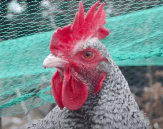 Pollos Marans: pros y contras