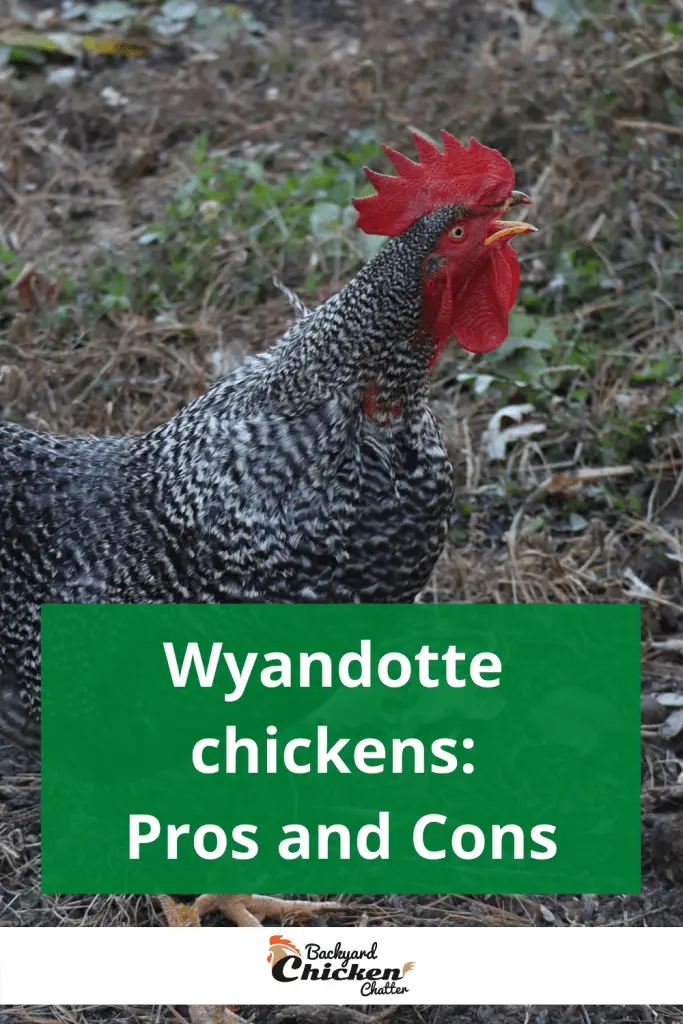 Pollos Wyandotte: pros y contras