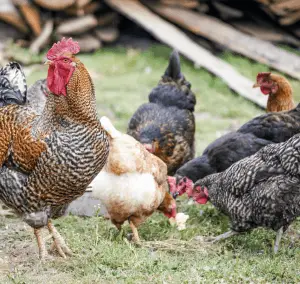 gallinas camperas