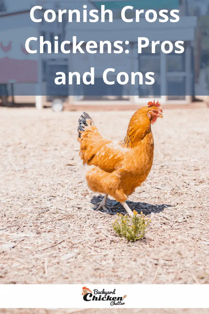 Pollos cruzados de Cornualles: pros y contras