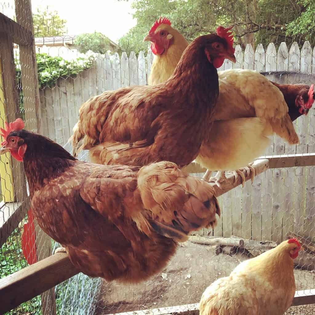 como hacer un gallinero