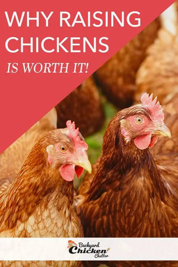¿Por qué vale la pena criar pollos de traspatio?