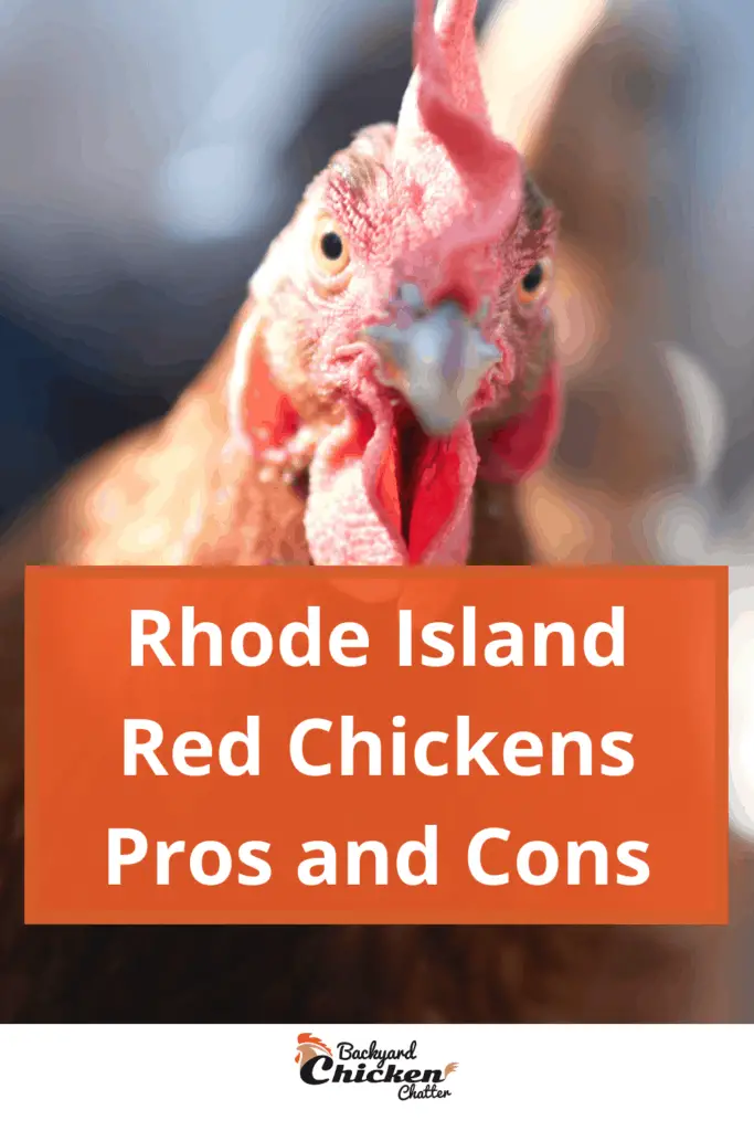 Pros y contras de los pollos rojos de Rhode Island