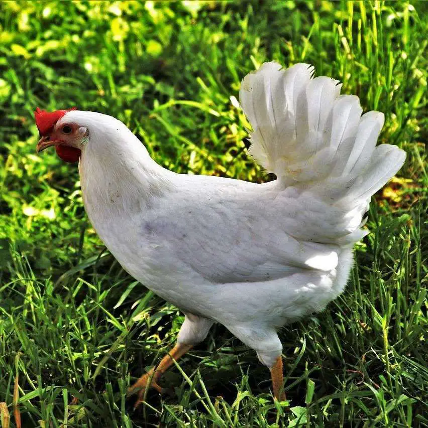 Leghorn blanca