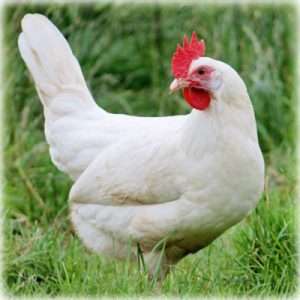 White Leghorn Mejor pollo para principiantes