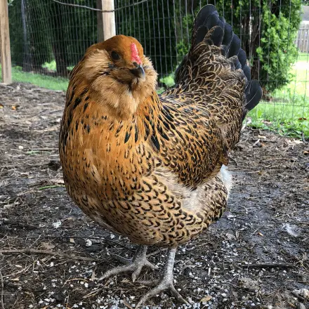 pollos de huevo de pascua