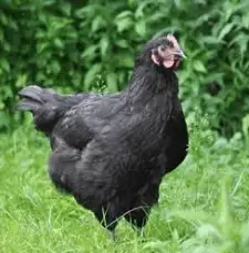 Pollitas Iniciadas Black Australorp 