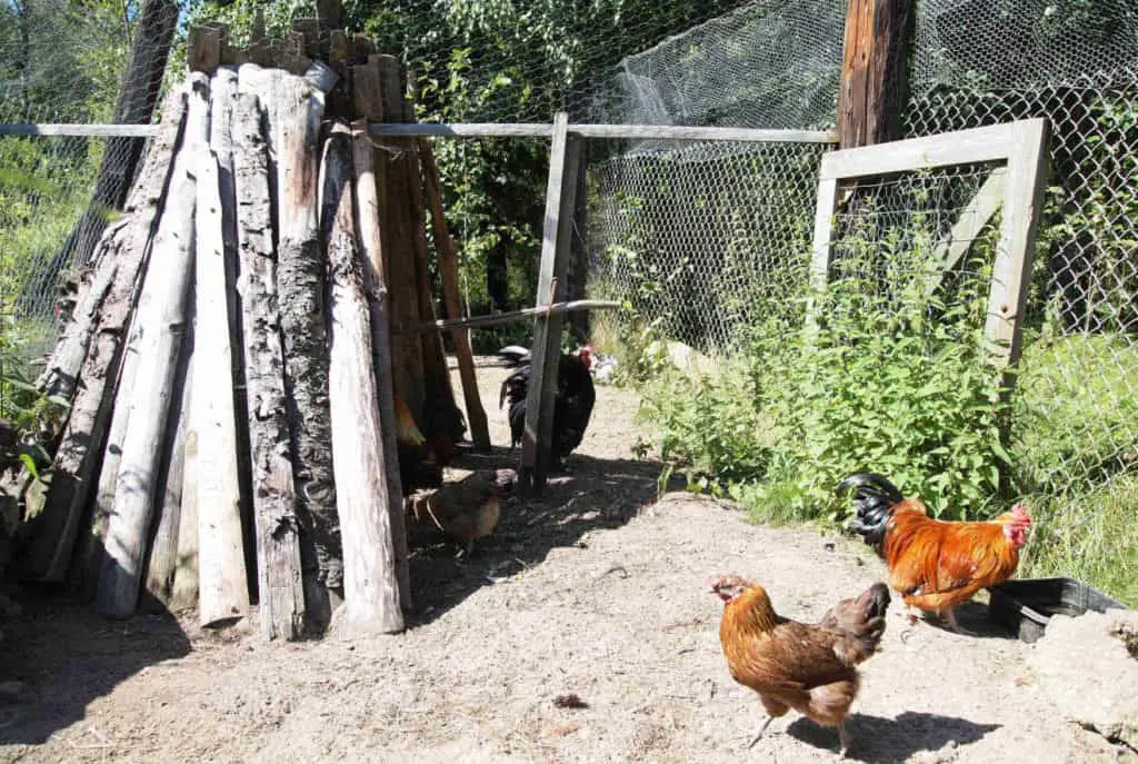 red avícola eléctrica