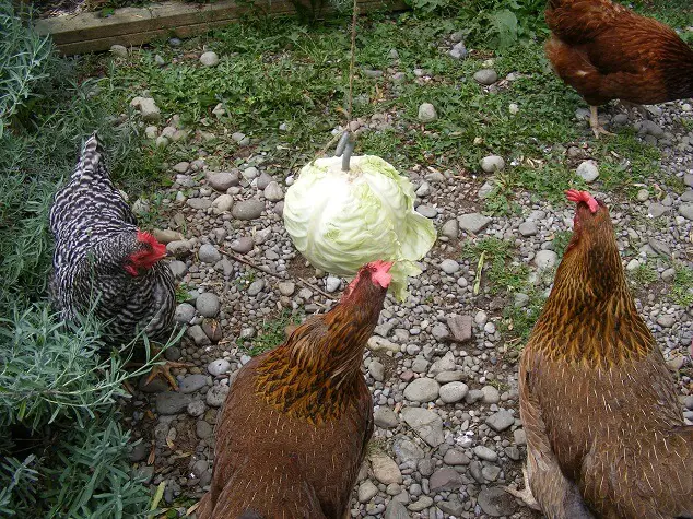 Alimentar con repollo a los pollos