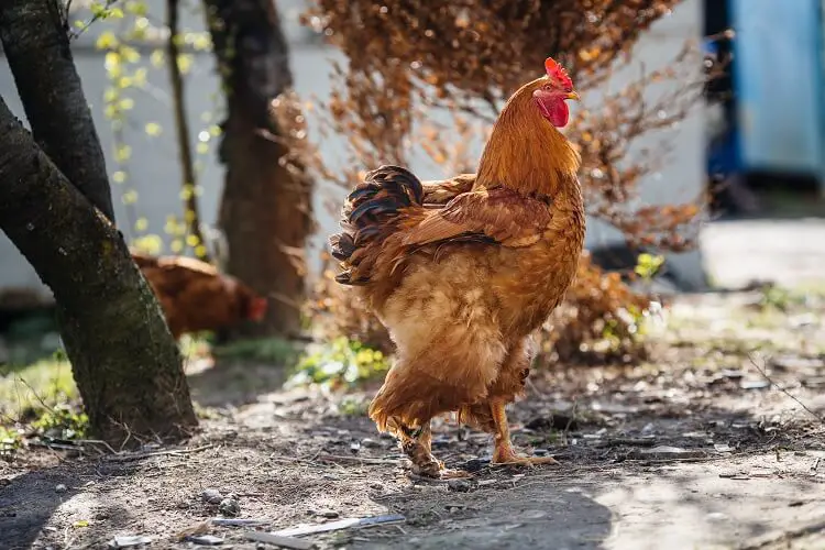 Pollo rojo