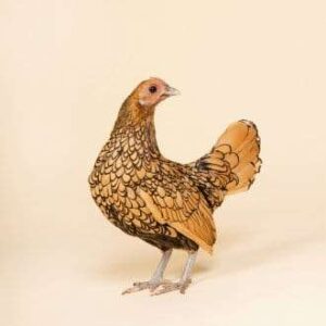 Información sobre la raza de pollo Sebright y lo que necesita saber ...