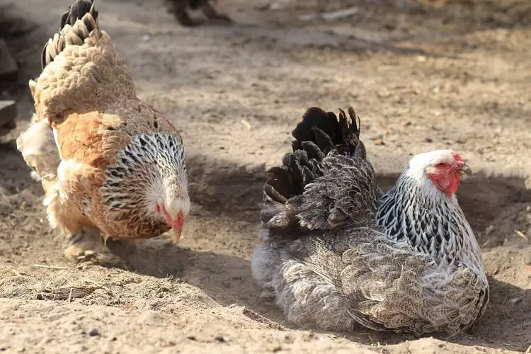 Pollos posados ​​en la arena
