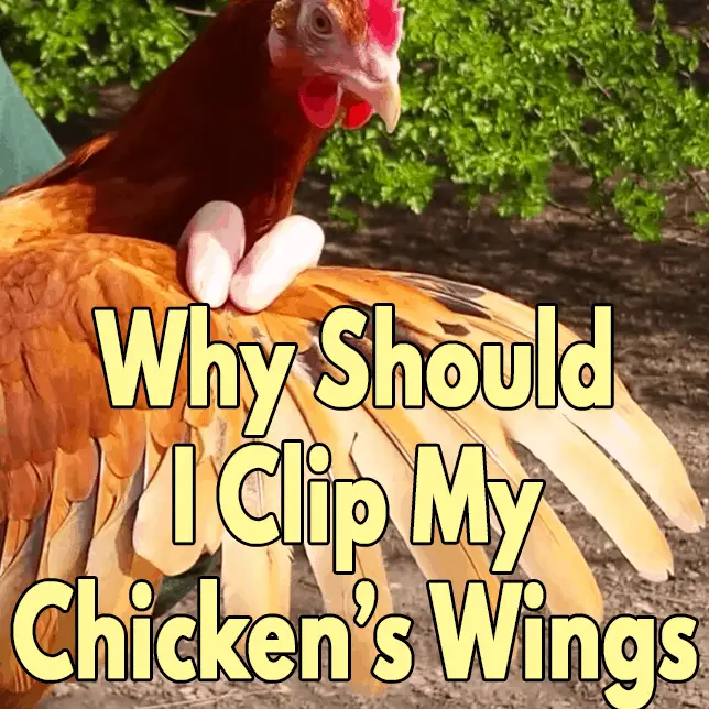 Por qué debo cortar las alas de mis pollos criados en libertad? - Pol y Edro