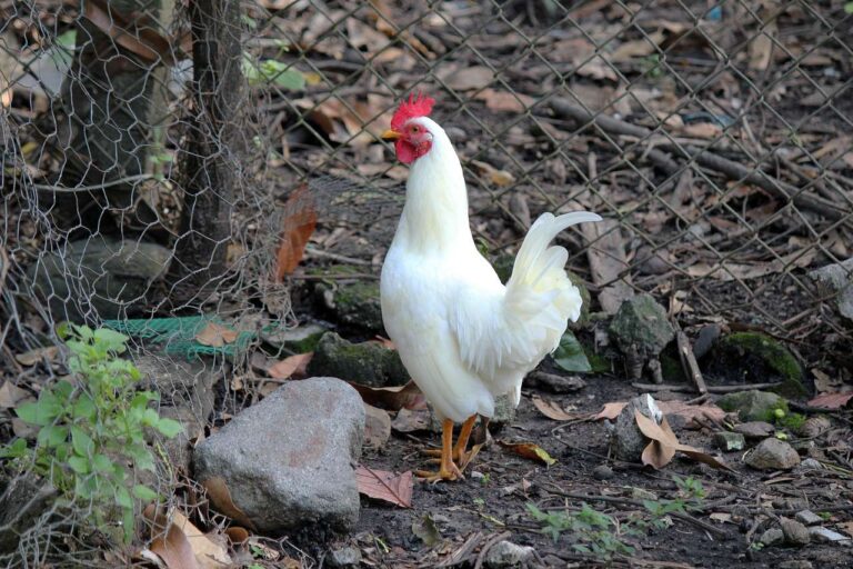 Raza de pollo Leghorn blanco - Pol y Edro